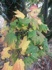 Acer japonicum