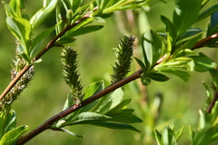 Salix pulchra