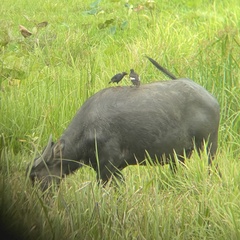 Acridotheres grandis