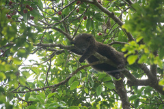 Arctictis binturong