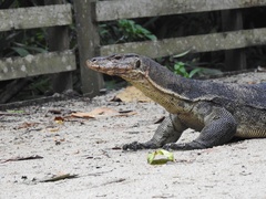 Varanus salvator macromaculatus