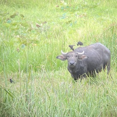 Acridotheres grandis