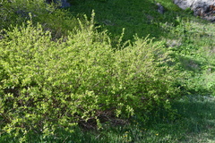 Salix pulchra
