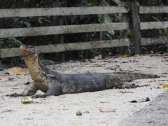 Varanus salvator macromaculatus