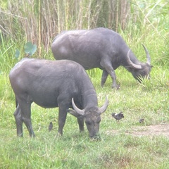 Acridotheres grandis