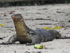 Varanus salvator macromaculatus