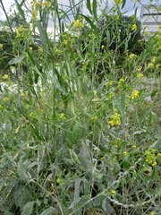 Sisymbrium officinale