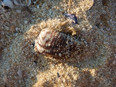 Arca noae