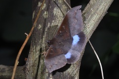 Ischyja manlia