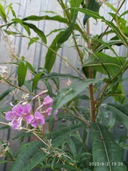 Chamaenerion angustifolium
