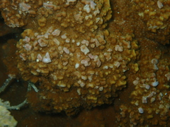 Montipora