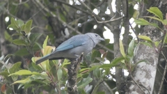 Thraupis sayaca