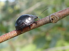 Paropsisterna