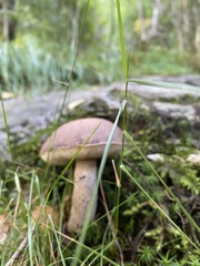 Tylopilus felleus
