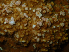 Montipora