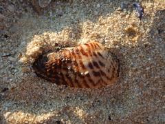 Arca noae