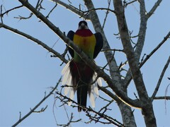 Platycercus eximius