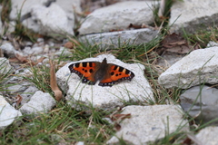 Aglais urticae chinensis