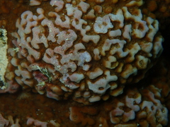 Montipora