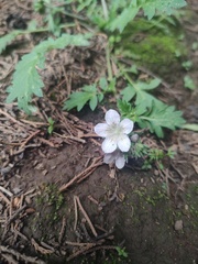 Phacelia platycarpa