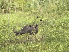 Acridotheres grandis