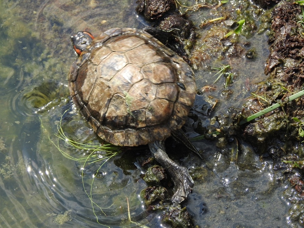 Red-eared Slider from Chinese Garden, SG on September 06, 2022 at 03:33 ...