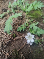 Phacelia platycarpa