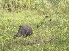 Acridotheres grandis