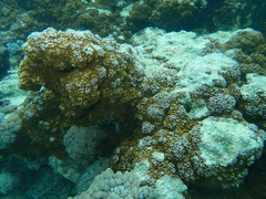 Montipora