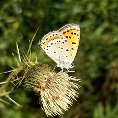 Lycaena panava