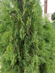 Platycladus orientalis