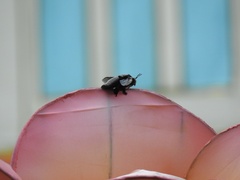 Xylocopa latipes