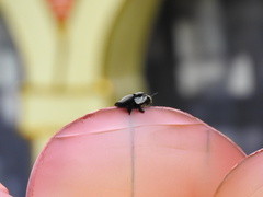 Xylocopa latipes