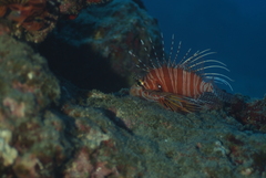Pterois antennata