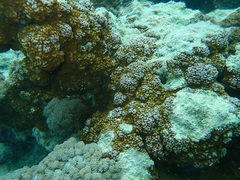 Montipora