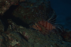 Pterois antennata