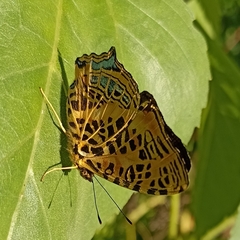 Symbrenthia niphanda