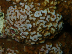 Montipora