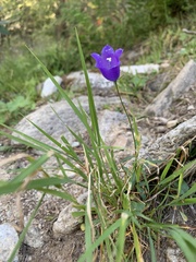 Campanula scheuchzeri