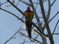Platycercus eximius