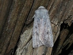 Agrotis vetusta