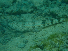 Synodus dermatogenys