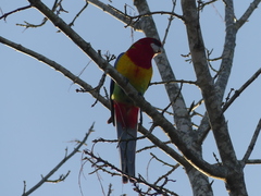 Platycercus eximius