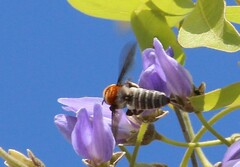 Megachilini