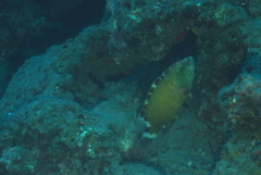 Cheilinus chlorourus