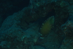 Cheilinus chlorourus