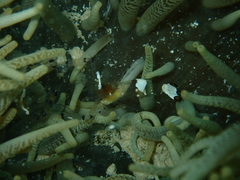 Ancylocaris brevicarpalis