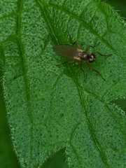 Lonchoptera bifurcata