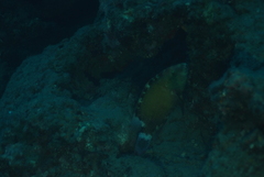 Cheilinus chlorourus