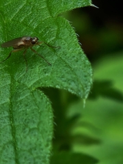 Lonchoptera bifurcata